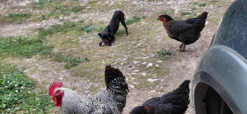 Camping in an Olive Grove: A Peaceful, Idyllic Retreat in the Peloponnese