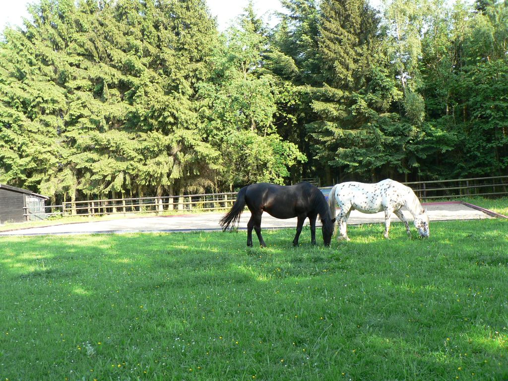Tranquilo, hermoso lugar cerca del bosque