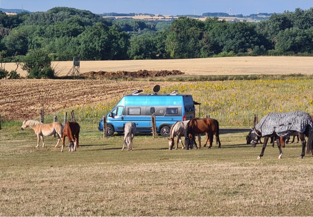 Tranquilidad absoluta y avistamiento de animales en la pradera de ponis