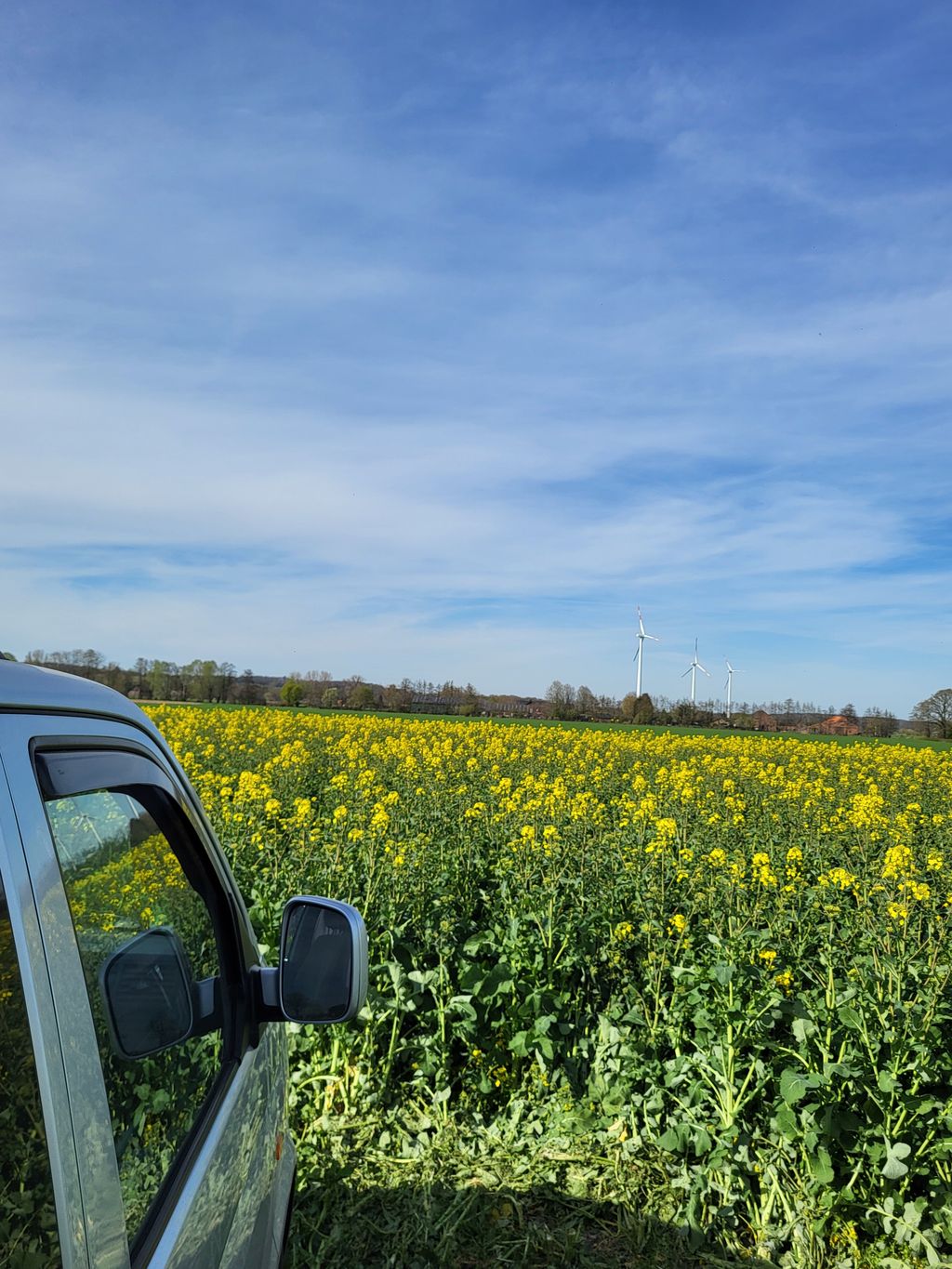 Emplacement dans un champ de colza