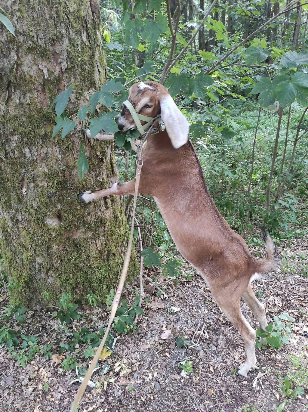 Granja de caballos y refugio para animales junto al río Efer