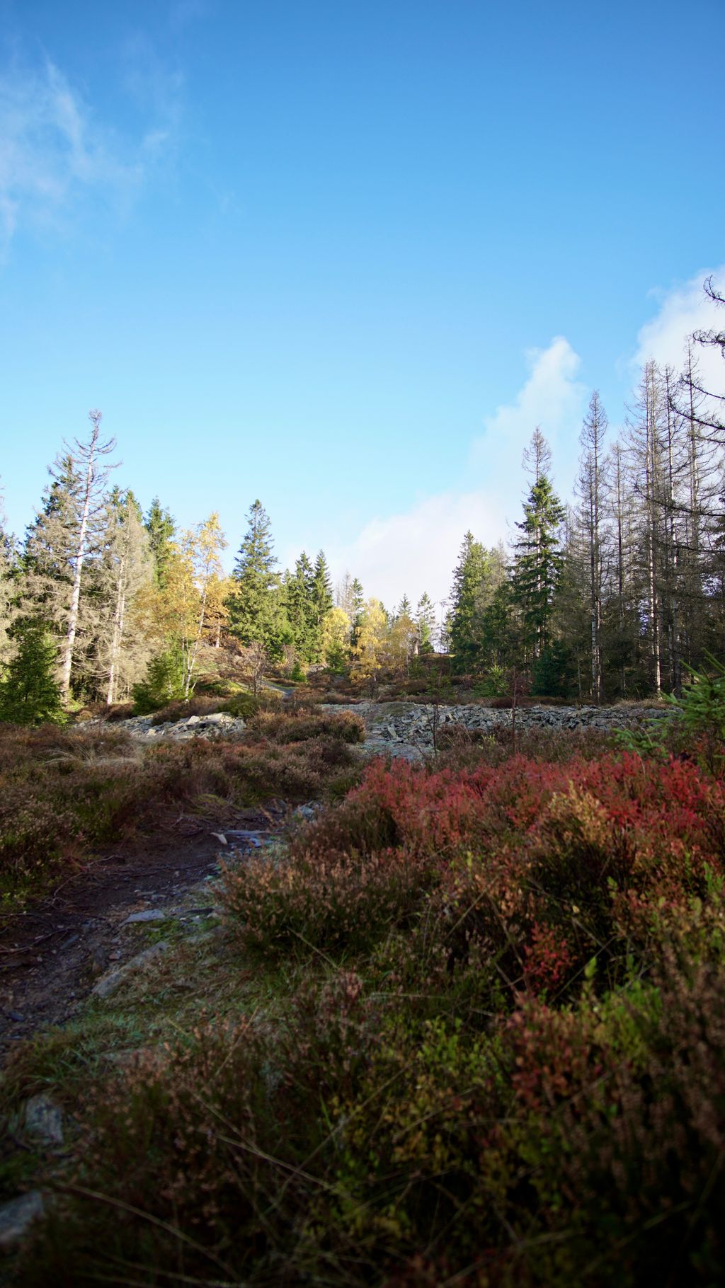 Nature camping on the Fellberg at the edge of the forest