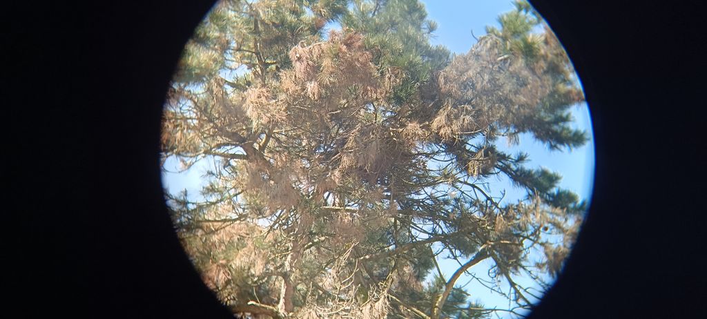 nido de busardo ratonero