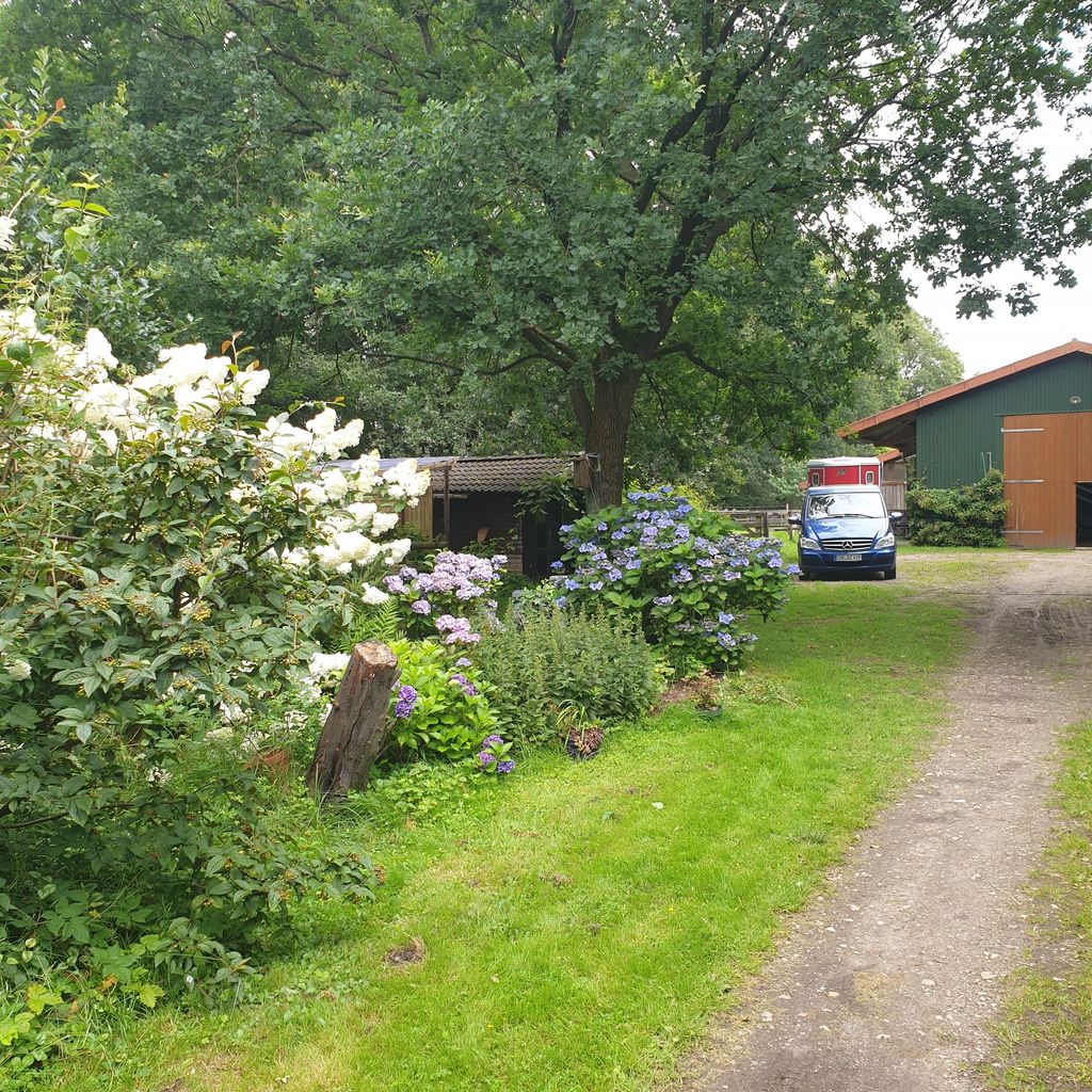 Idyllic place under oaks near the North Sea