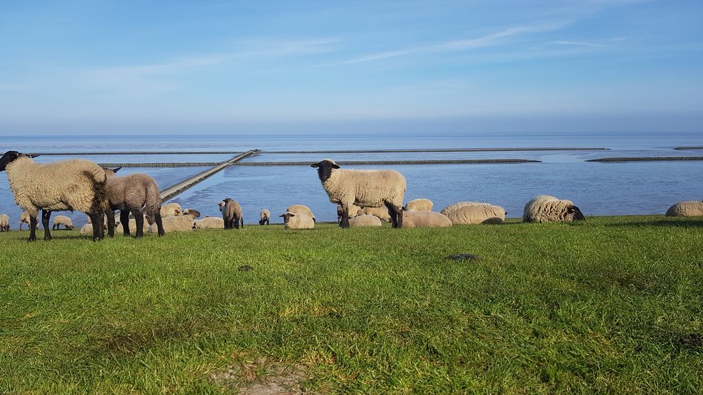 Farm campsite directly on the North Sea dike