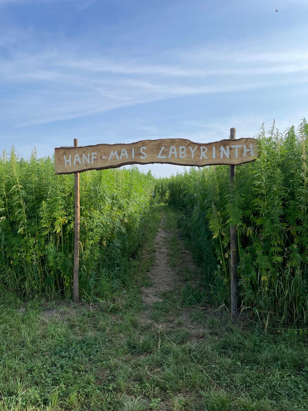 Un lugar junto al campo de cáñamo, bajo un roble