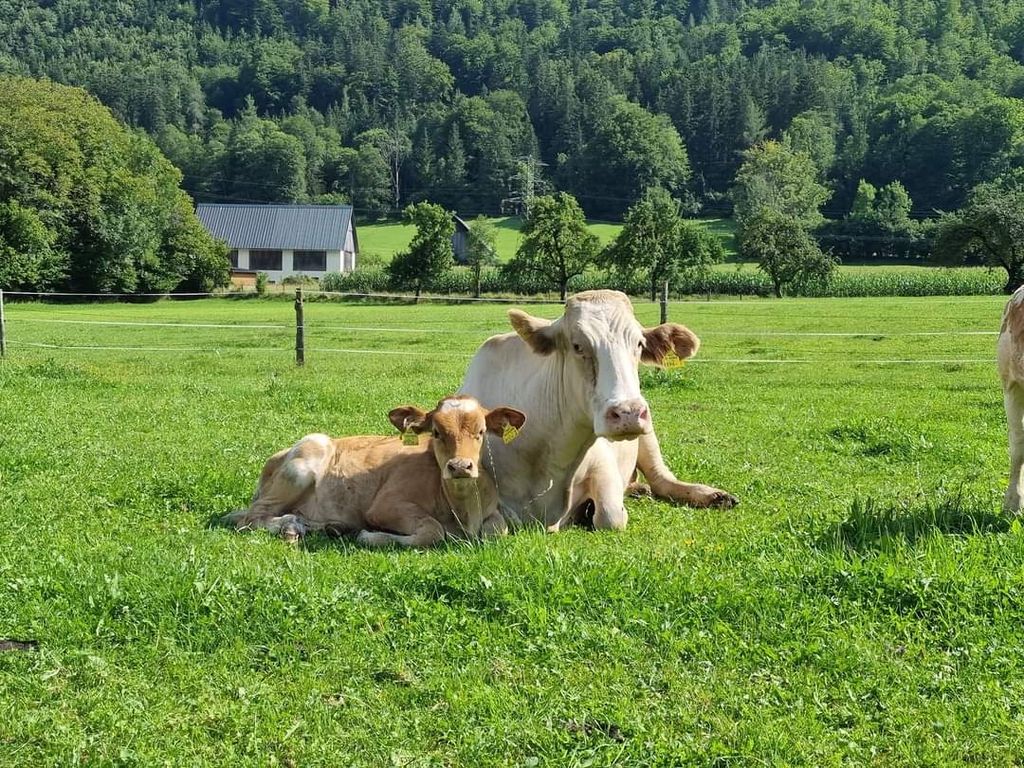 Gesäuse National Park: Organic Farm Campsite