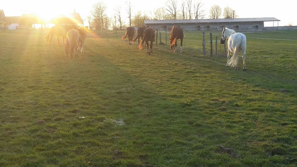 Caravan site with horses in the background