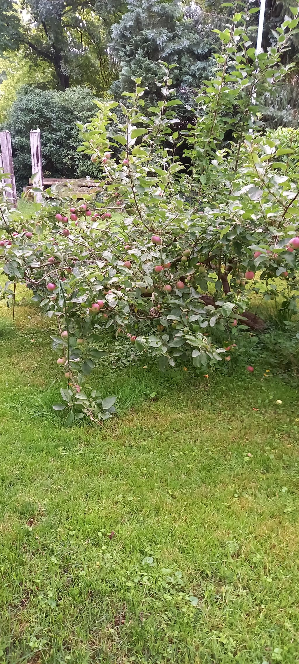 Gastlichkeit - Zelten im Garten , Wohnmobil davor.