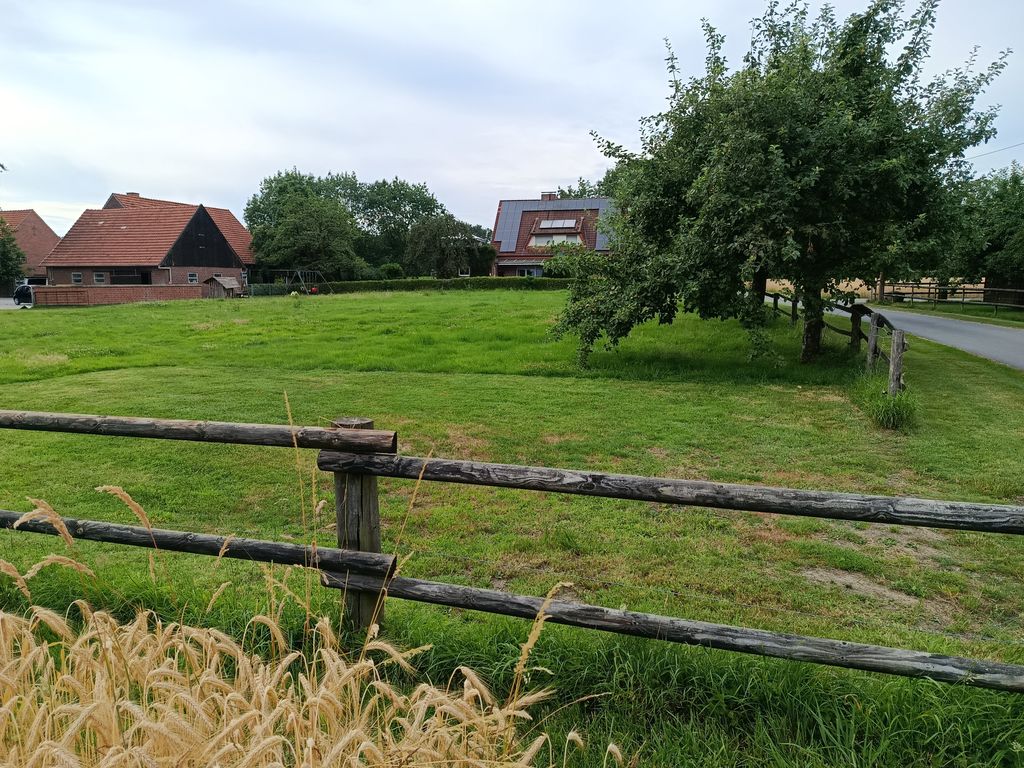 A spot on the lawn next to the fruit trees 