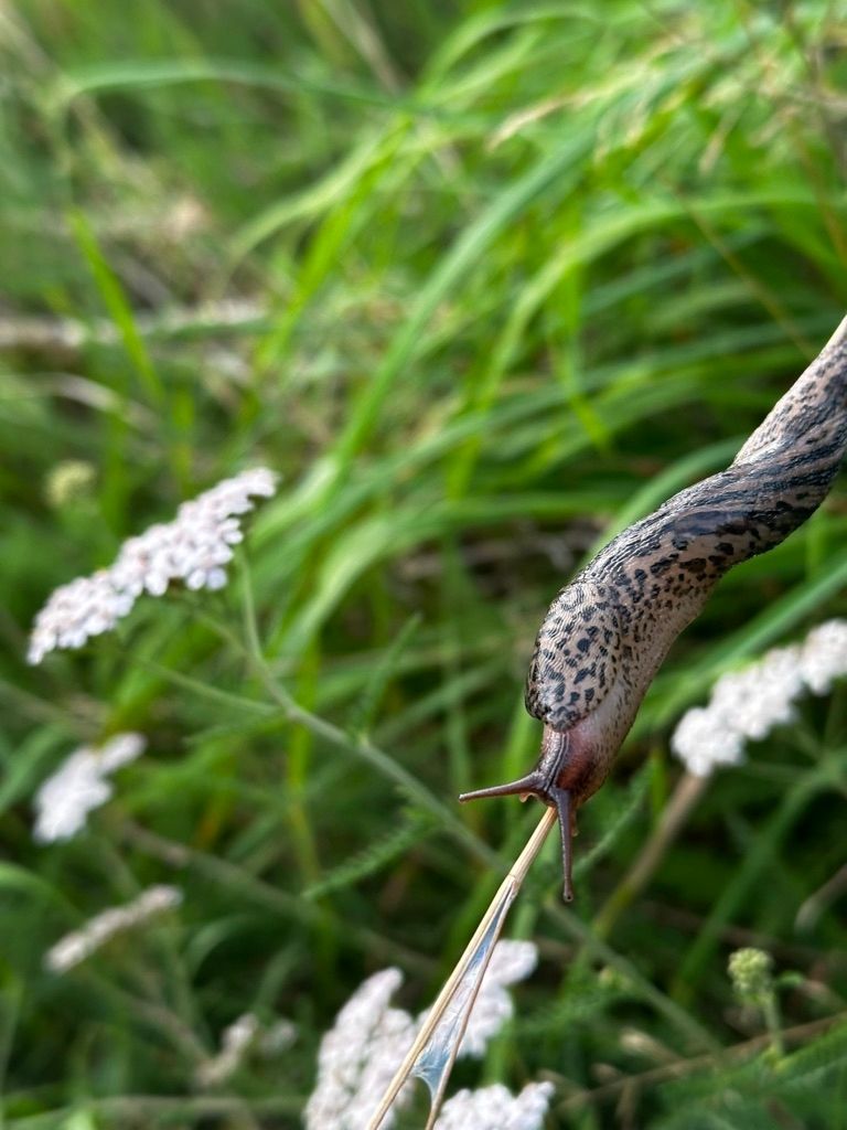 Iglucraft dans le parc naturel de Wendland, près de l'Elbe