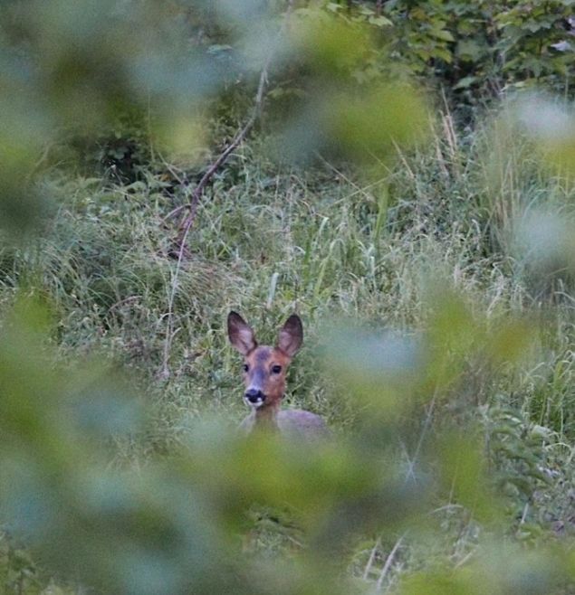 Ruhe & Natur auf ehemaliger Pferdekoppel am Wald