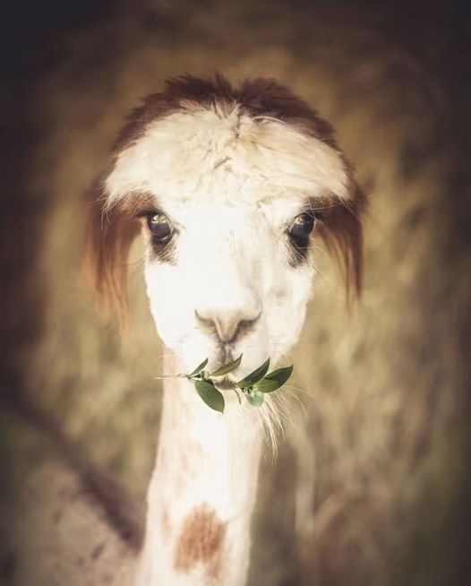  Disfrute y relájese en la granja de alpacas