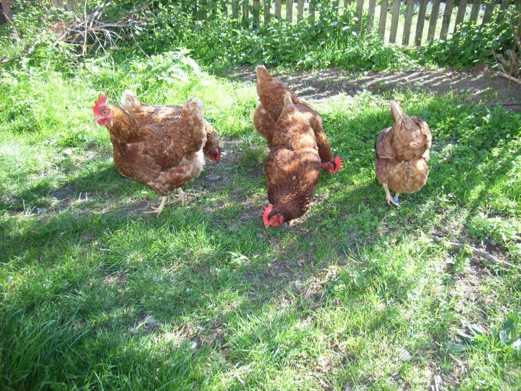 Ferme-camping dans l'Allgäu