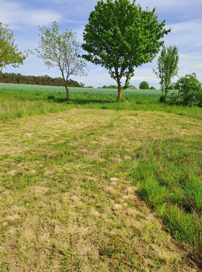 An orchard on the outskirts of a village 