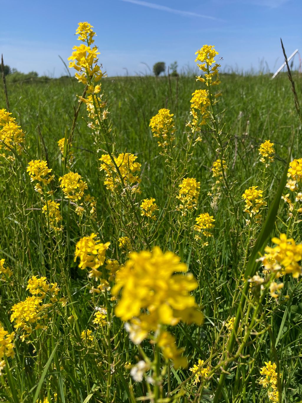 Orchard meadow at rest farm with field view