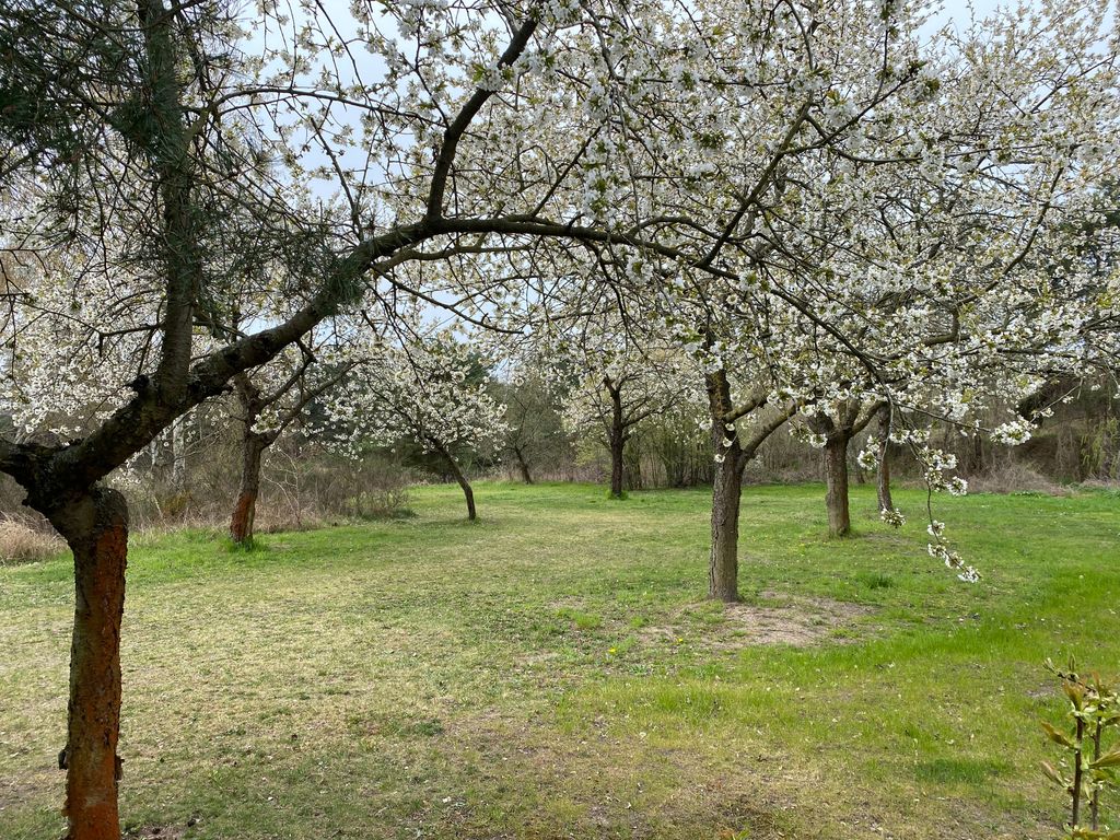 A meadow in bloom with cherry blossoms in April