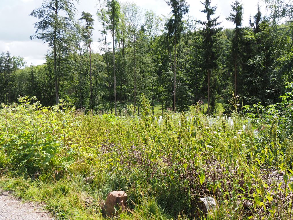 Find your forest adventure