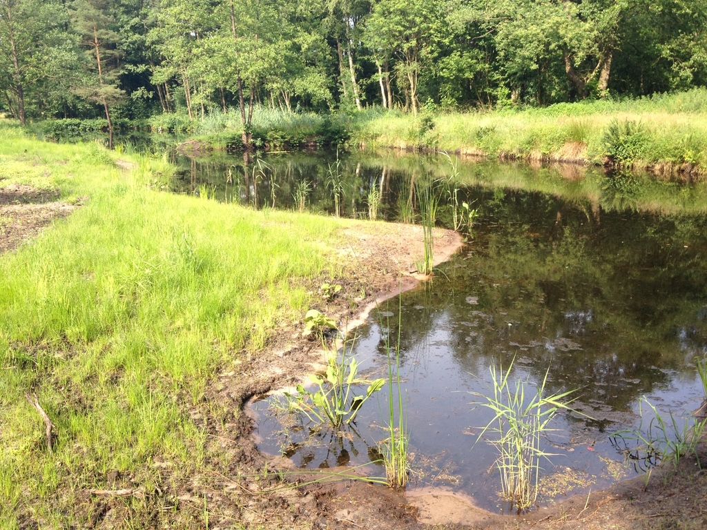 Prato naturale presso il recinto dei daini: tranquillità e vista sulle cicogne