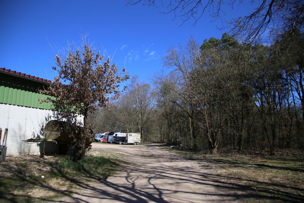 Pastos para caballos en la reserva natural de Lüneburg Heath