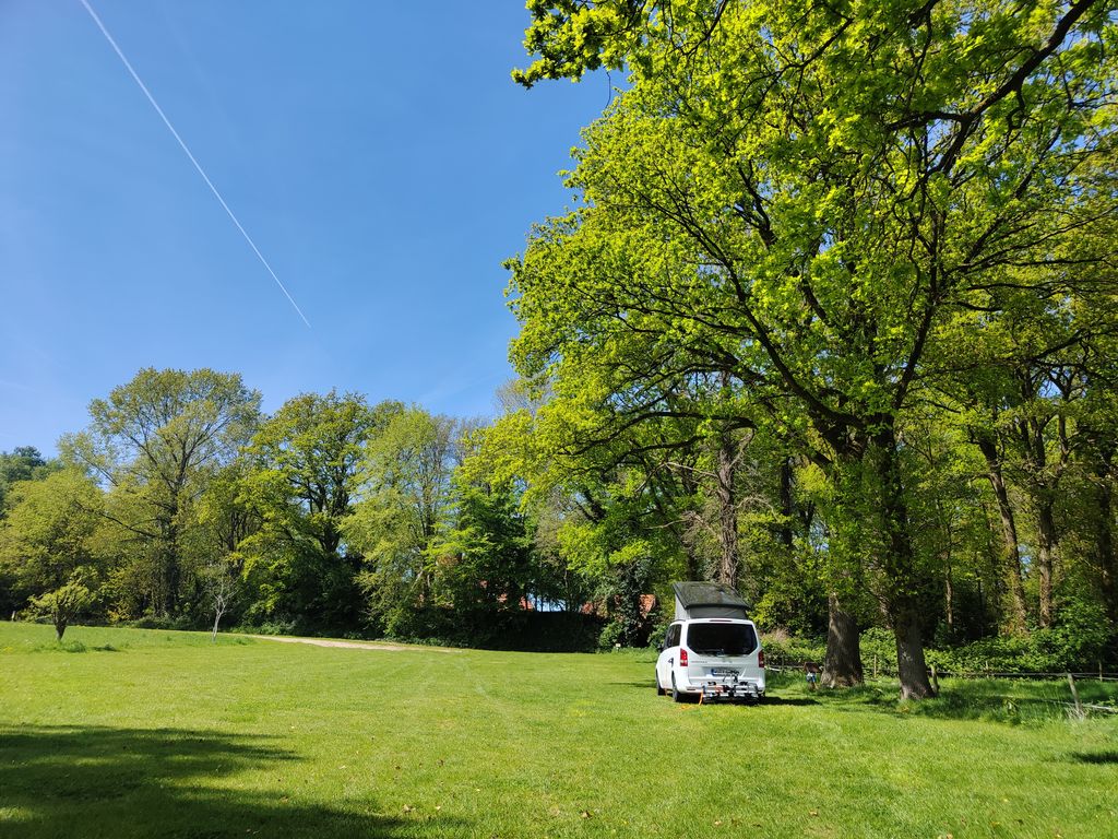 Small pasture under trees