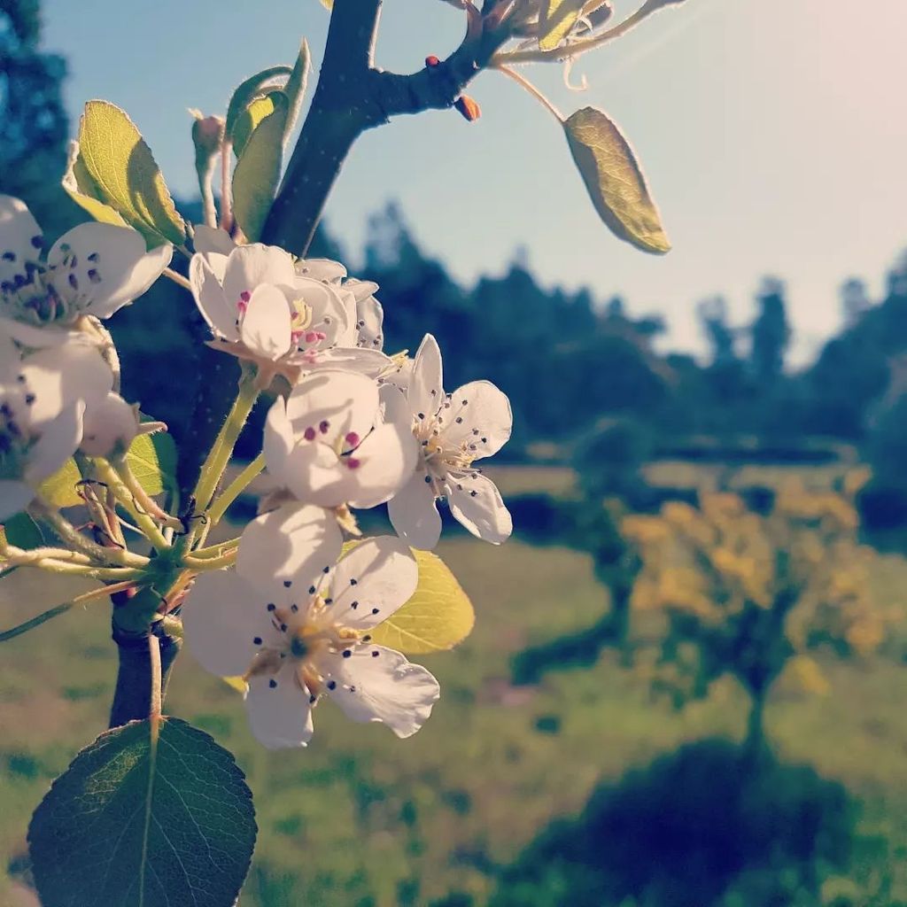 Spend the night among olive and fig trees