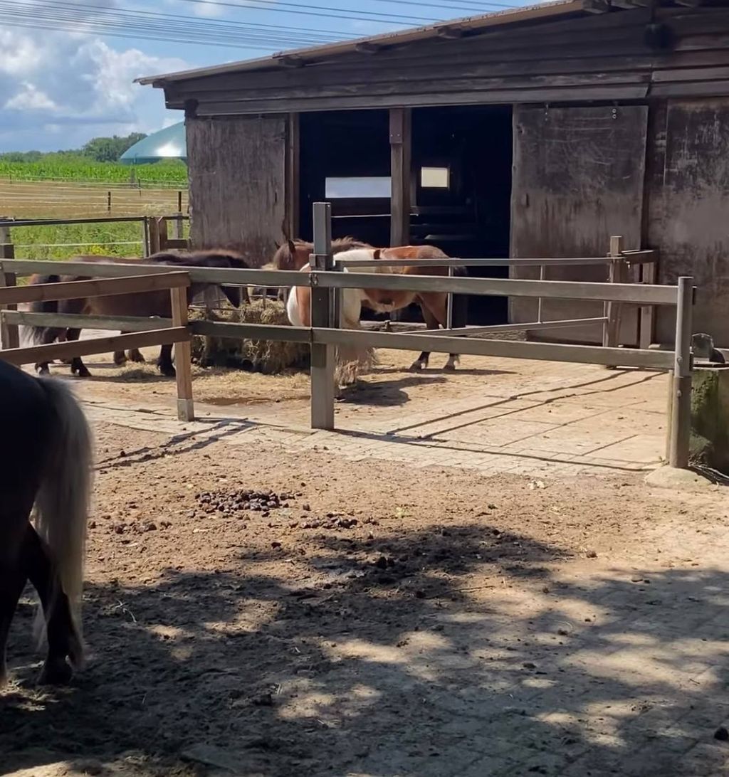 Camp au milieu des animaux & de la nature dans l'Emsland