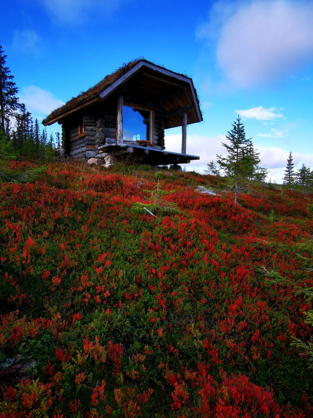 rustic log cabin "Mad Muskox" - border to wilderness