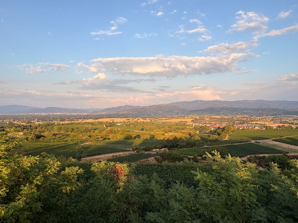 Freiburg: Obere Weinberg Terrasse mit Münsterblick