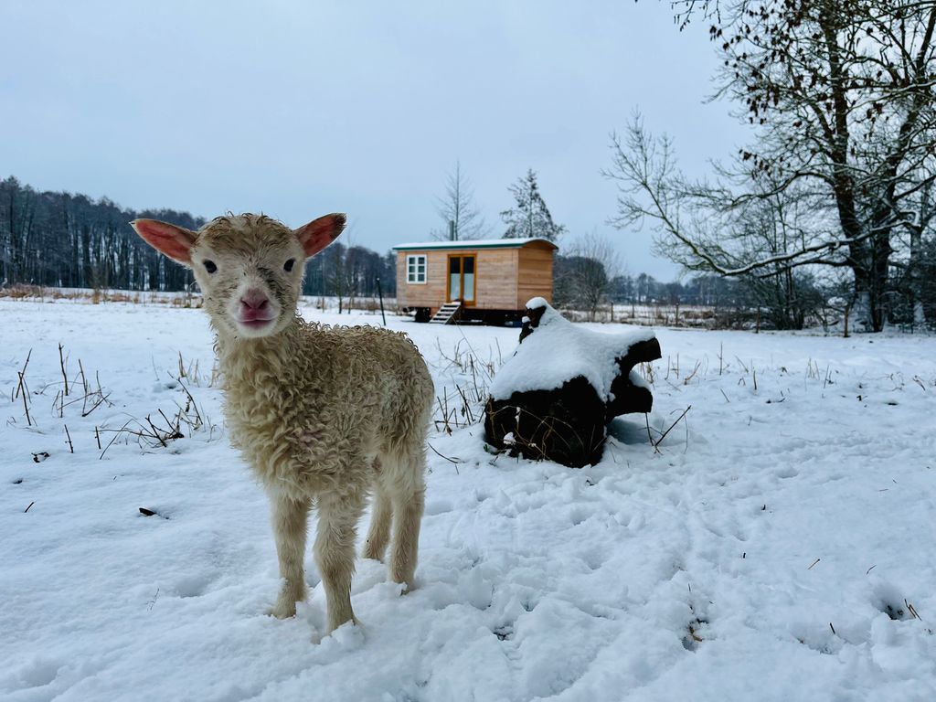 Urlaub im wunderschönen Zirkuswagen Nähe Wendland