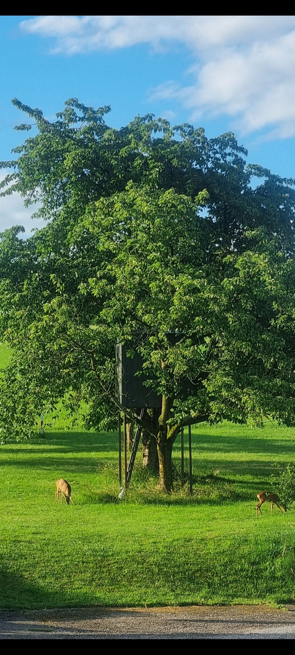 Small cozy tree house