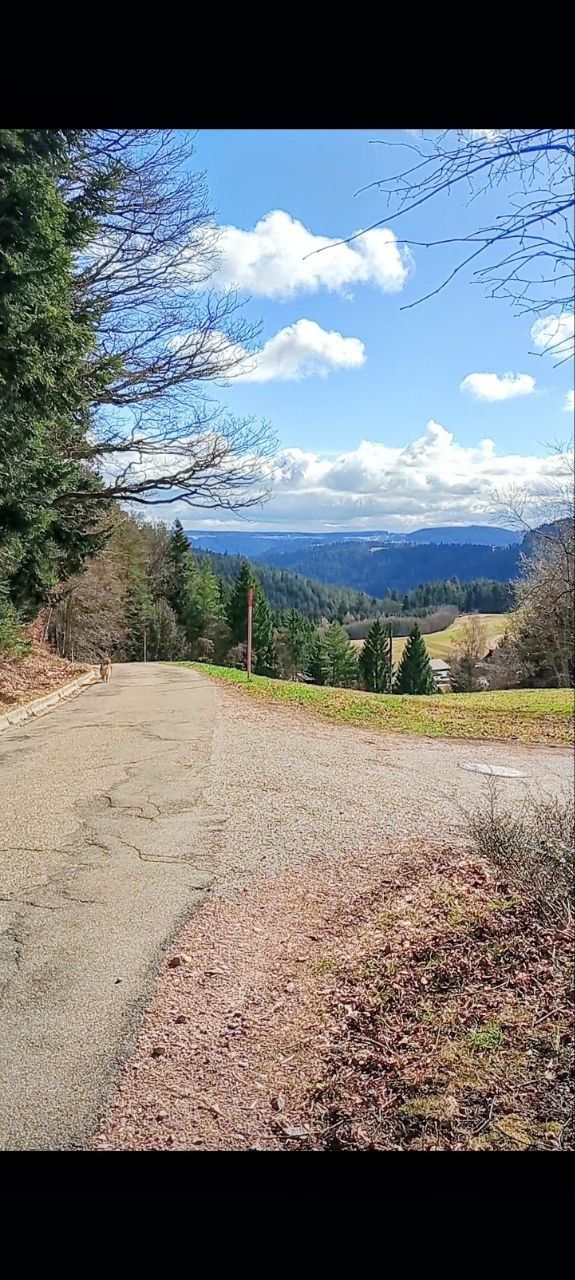 Piazzola nella Foresta Nera con sauna