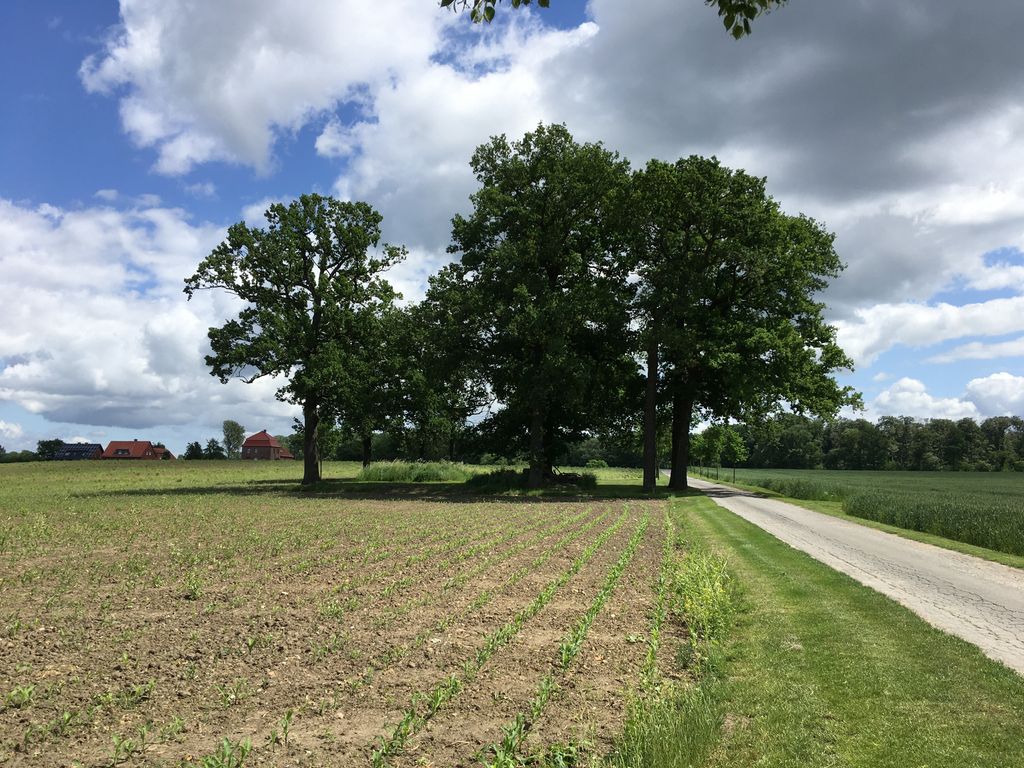 Campen an der Baumgruppe umgeben von Feldern 