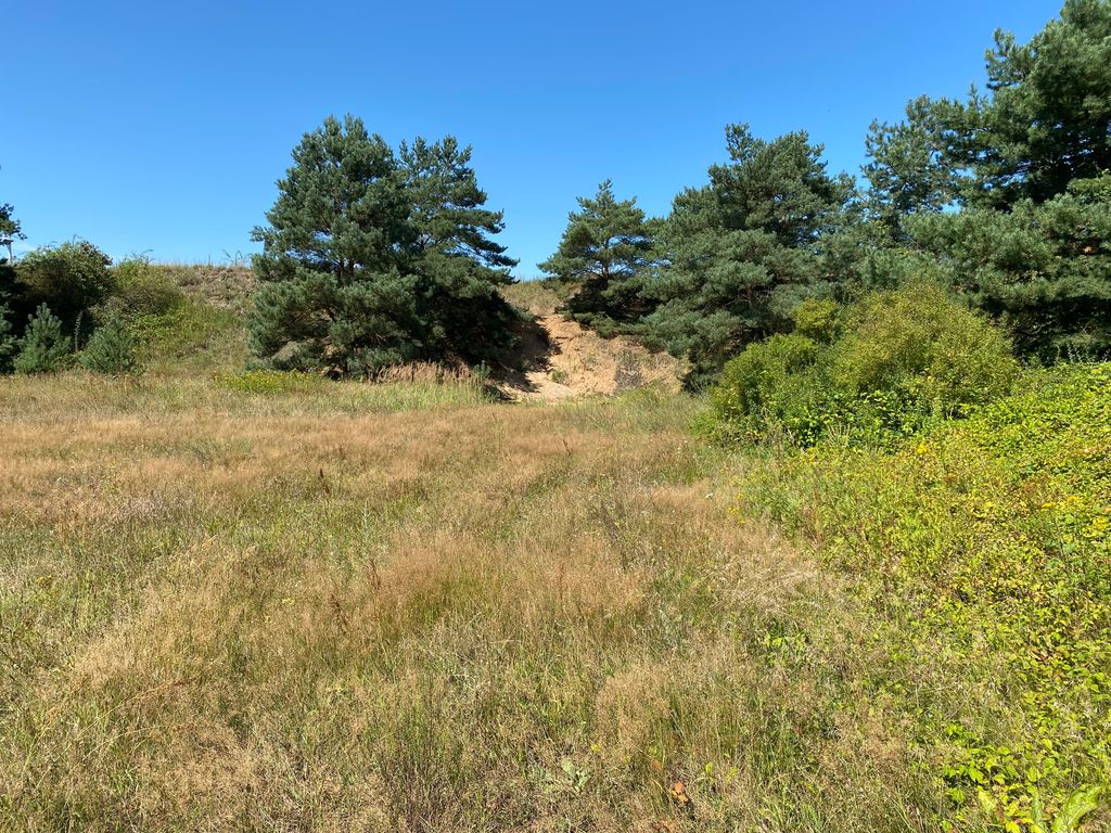 Die Kirschwiese in der Kiesgrube
