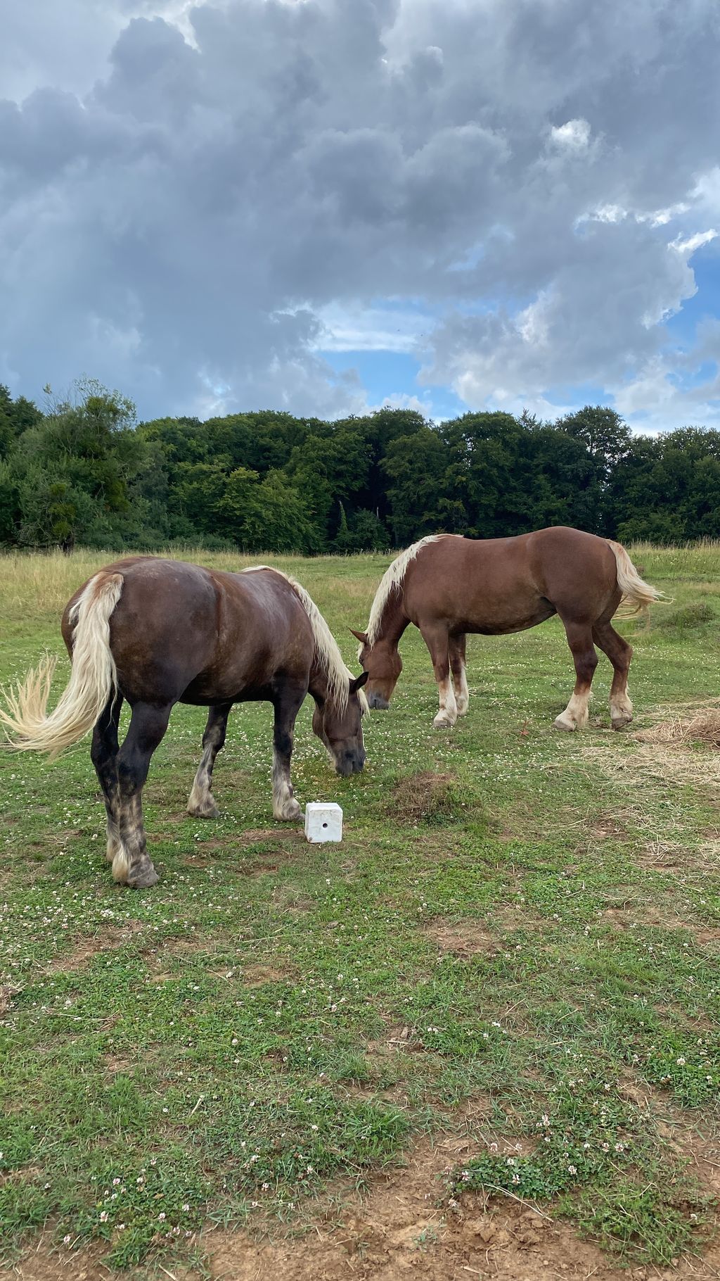Off-road pitch with animals and natural idyll