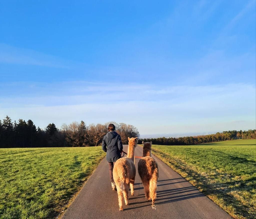 Emplacement pour alpagas dans la pittoresque région de l'Eifel