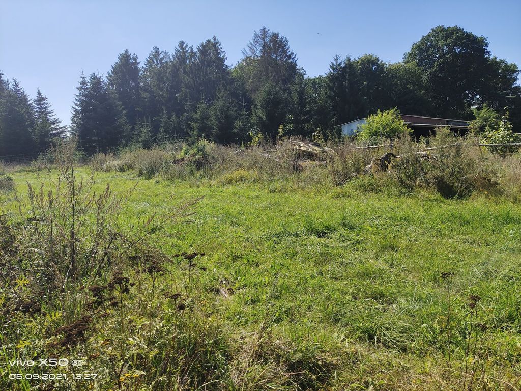 Heidjer Ruhe en las landas de Luneburgo