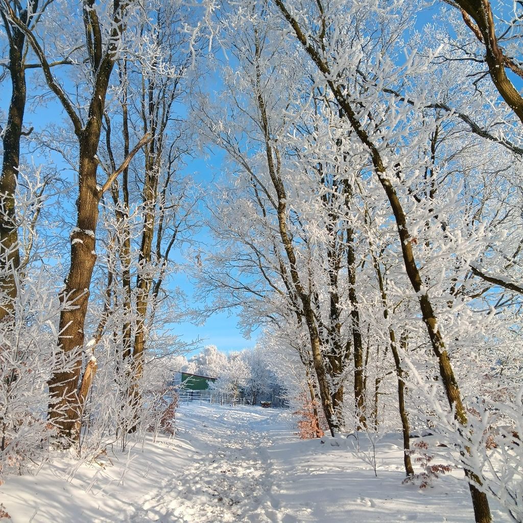 Pastos para caballos en la reserva natural de Lüneburg Heath
