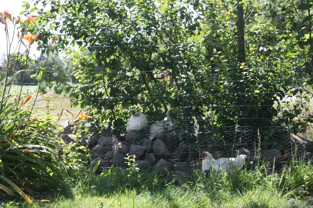 Prato a frutteto nella Frisia settentrionale