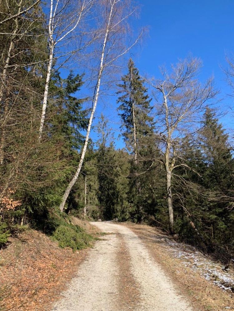 Recreo en el bosque alto con vistas al parque nacional