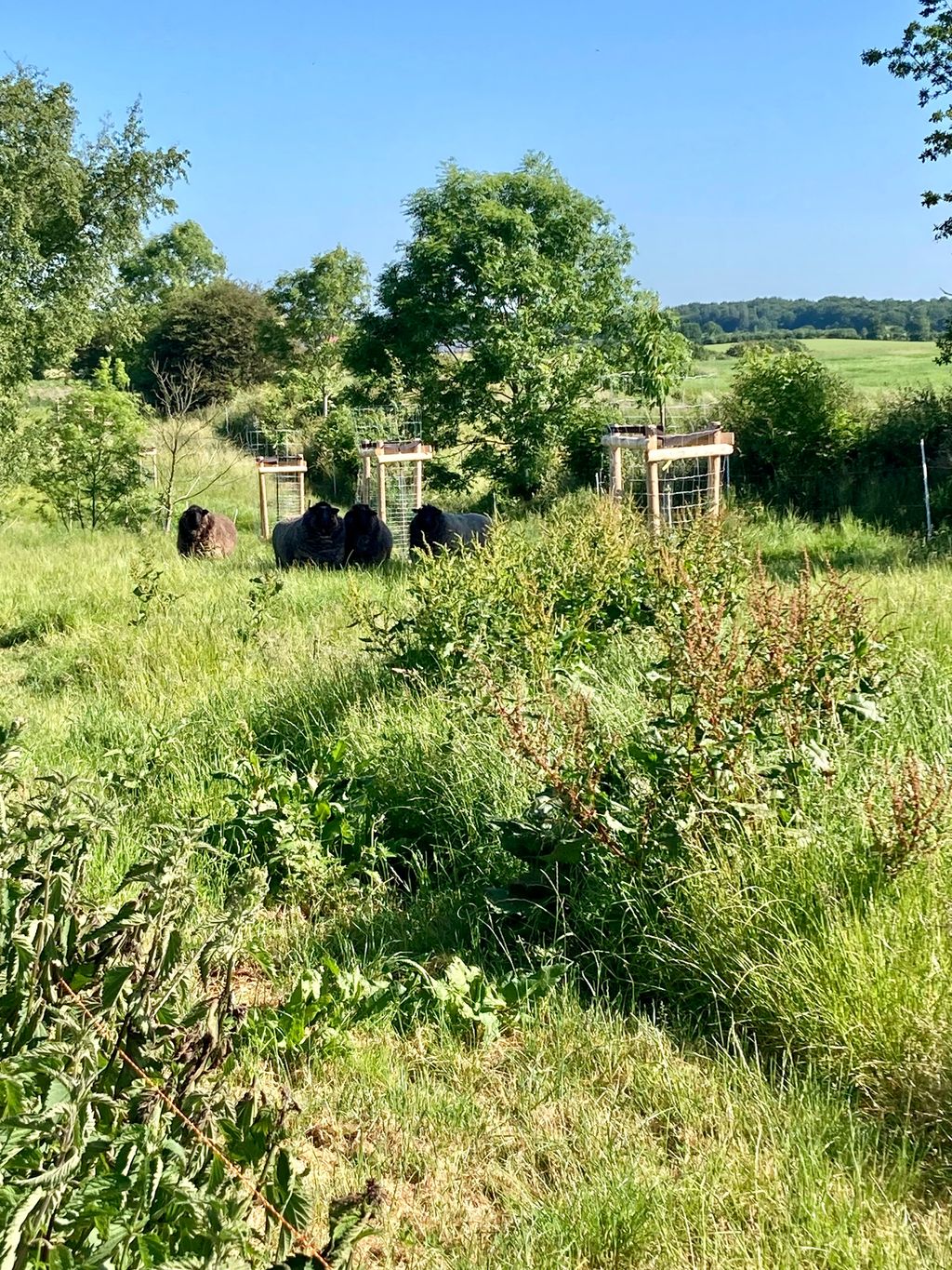 Orchard meadow at rest farm with field view