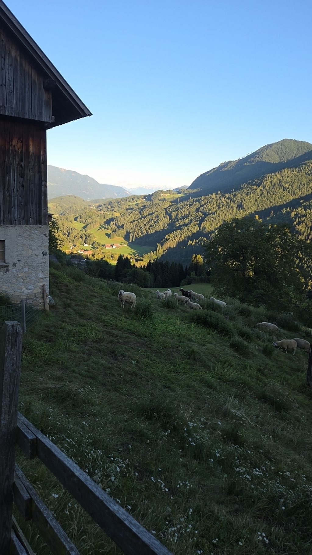 Camp between forest and meadow at over 1200 m