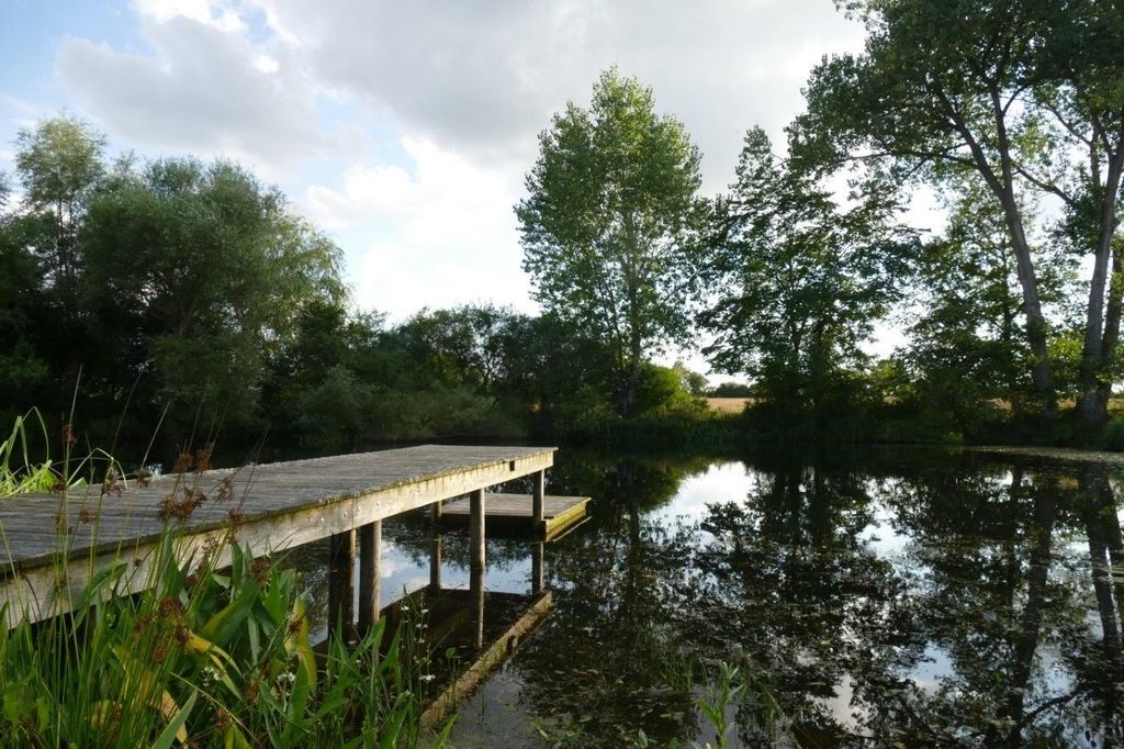 Il canto delle rane e il cinguettio degli uccelli vicino allo stagno