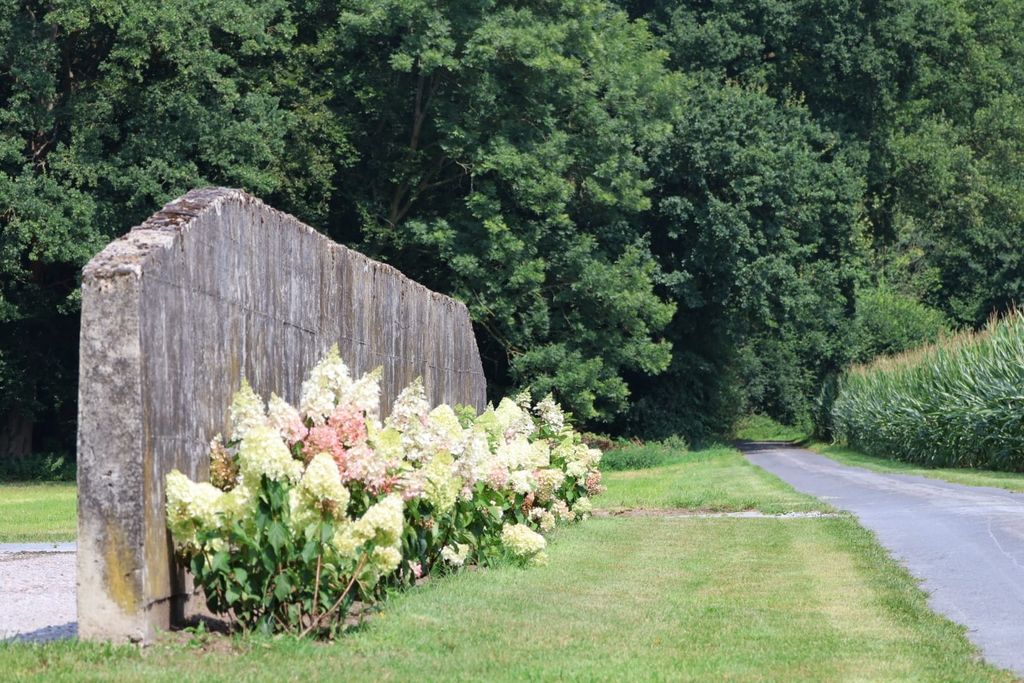 Posto direttamente sul prato degli alpaca
