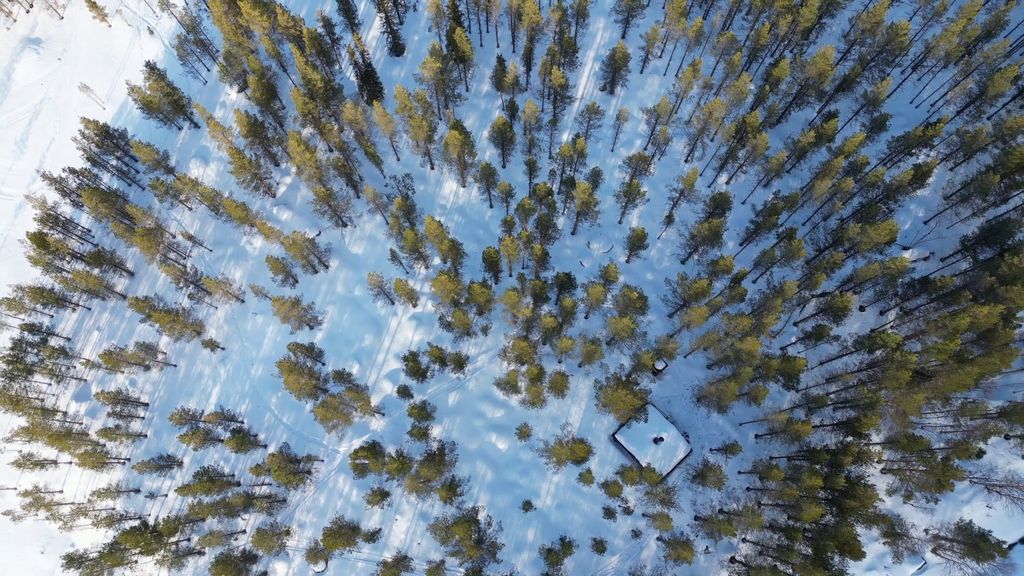 Log cabin in absolute wilderness - "lonely lynx".