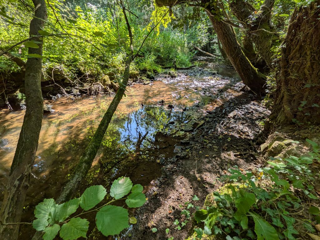 Una pequeña vista del arroyo en pleno verano.