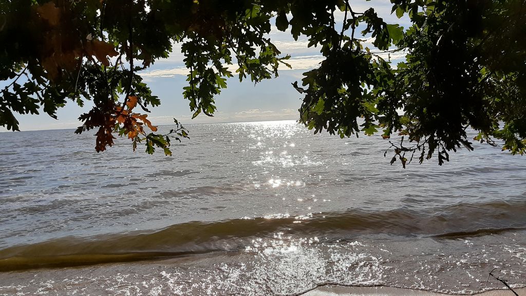 Large meadow on the Szczecin Lagoon