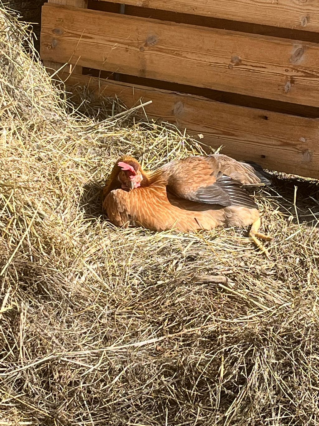 L'idillio della fattoria a Tetenbüll: un prato con vista panoramica