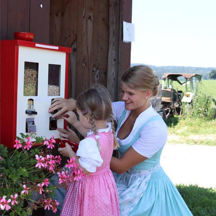 Con vista sulle montagne nel pascolo di alpaca in Alta Baviera