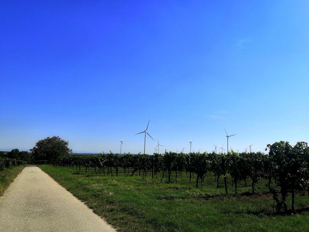 Campen im Weingarten